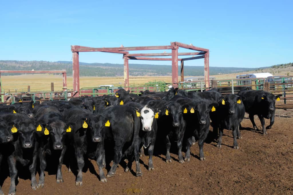 A photo of a group of black cows standing together - A photo of a group of black cows standing together - higher ed search firm